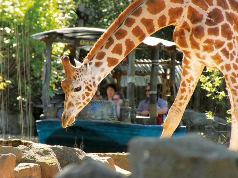 Giraffe im Erlebnis-Zoo Hannover